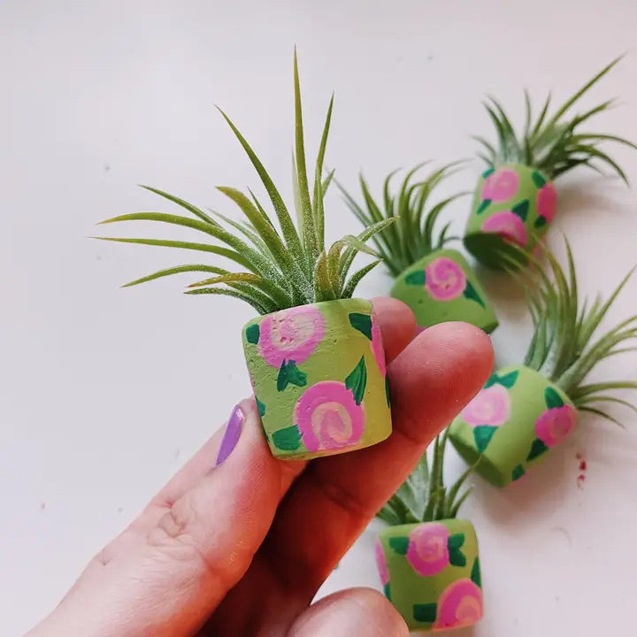 The Sage Rosey Pot and Air Plant