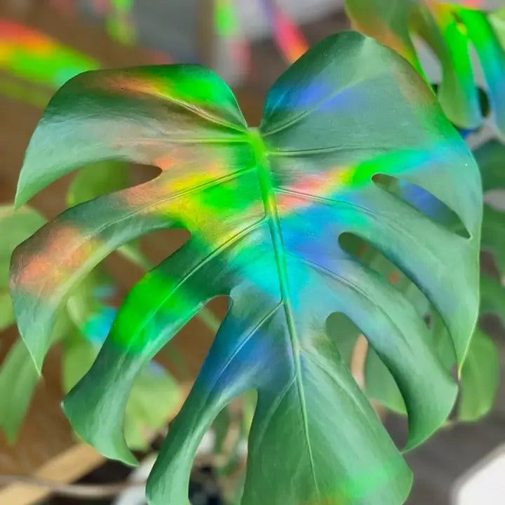 Watermelon Peperomia Rainbow Maker Suncatch Window Decal