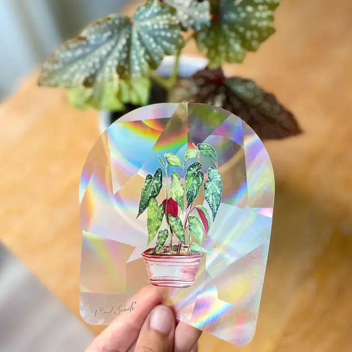Begonia Rainbow Maker Suncatcher Window Decal