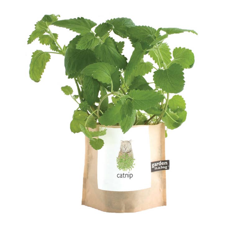 Garden in a Bag - Catnip