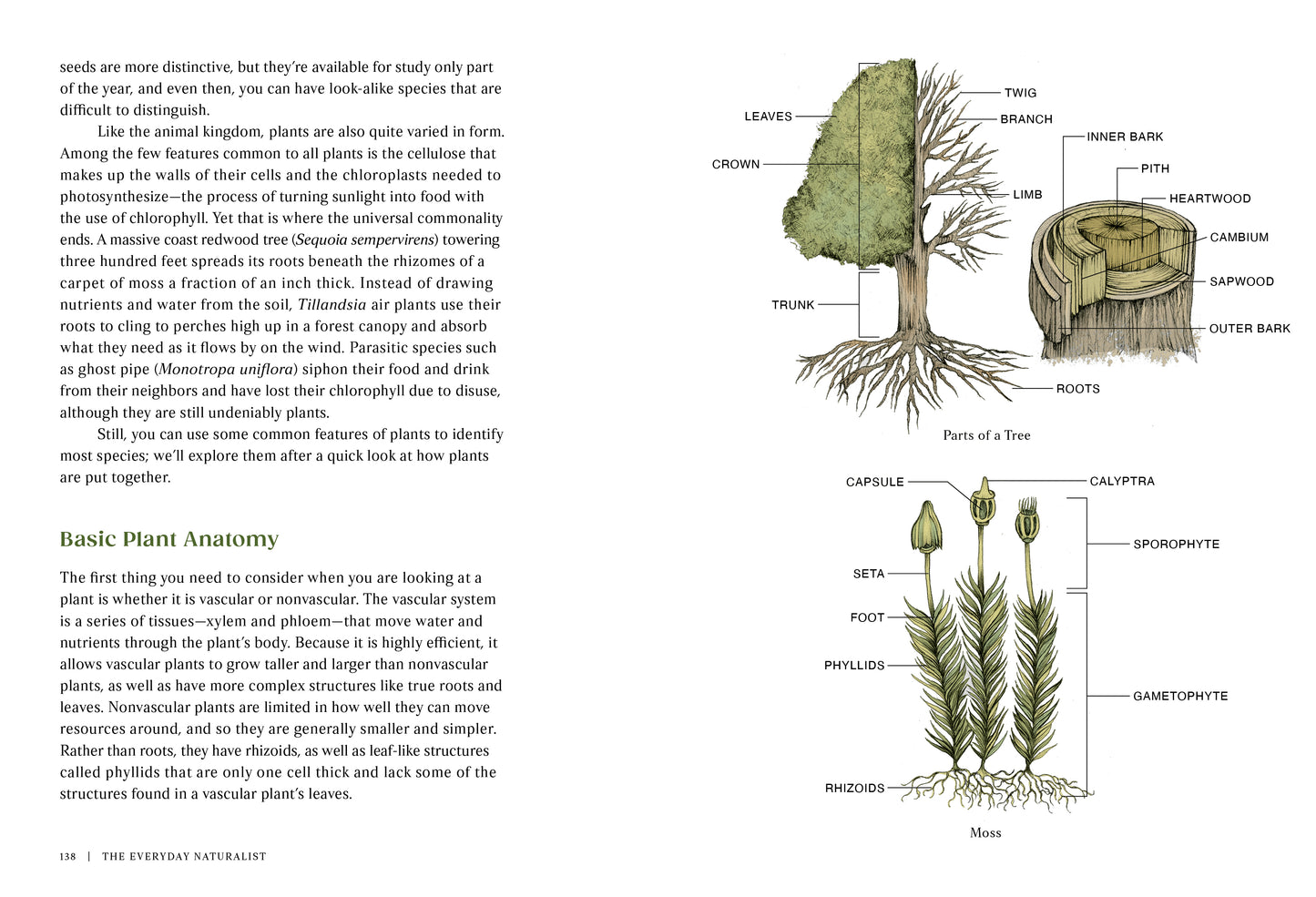 The Everyday Naturalist