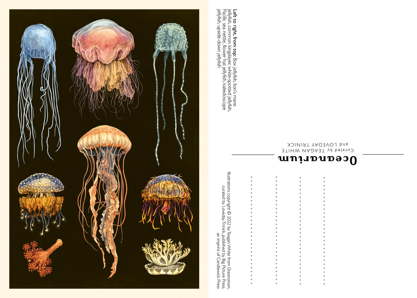 Oceanarium Postcard Set