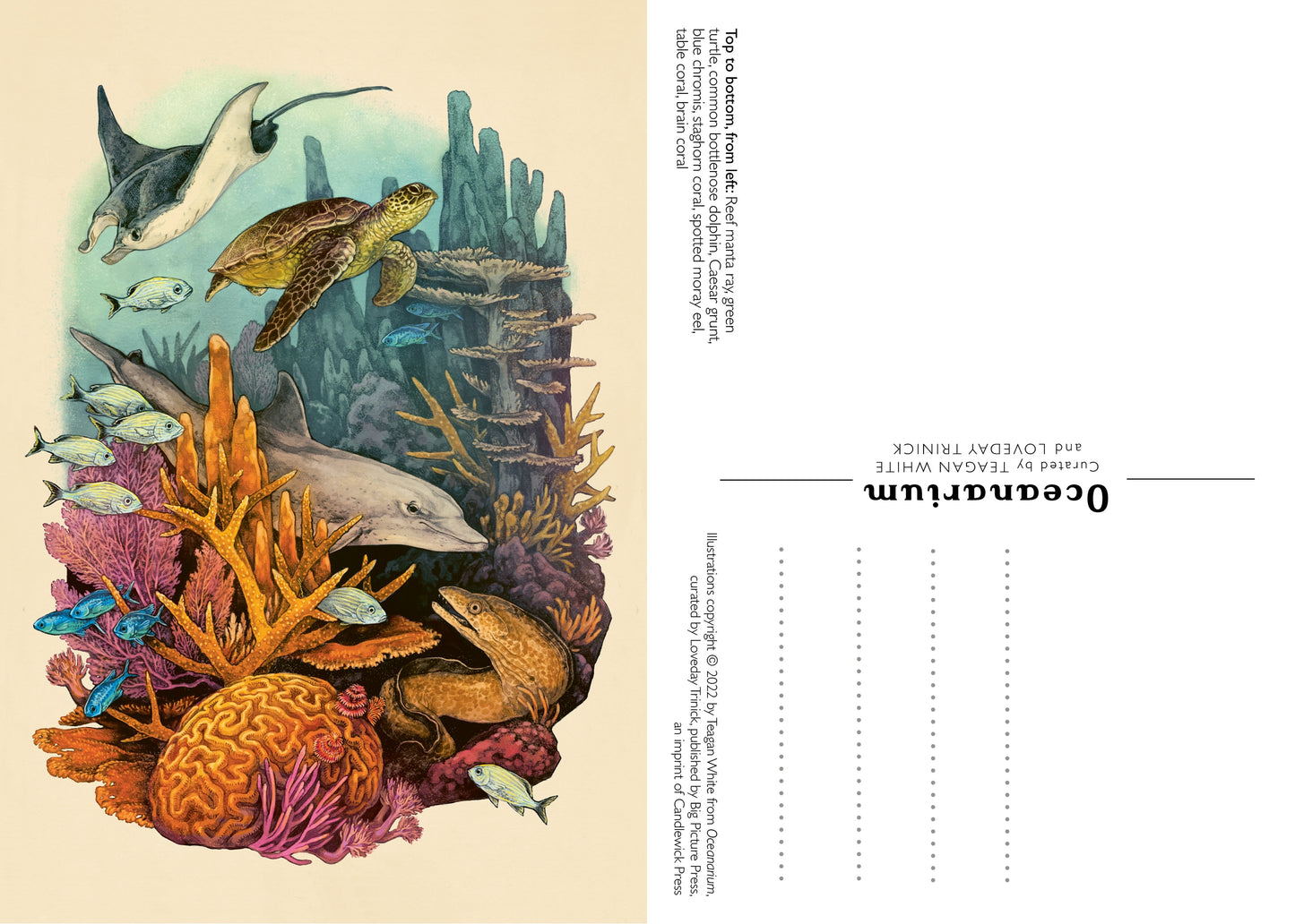 Oceanarium Postcard Set