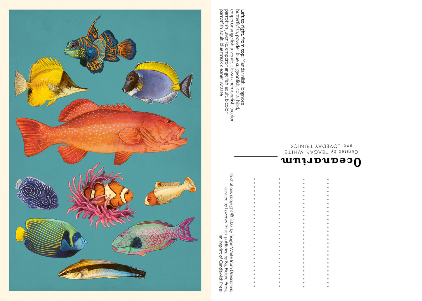 Oceanarium Postcard Set
