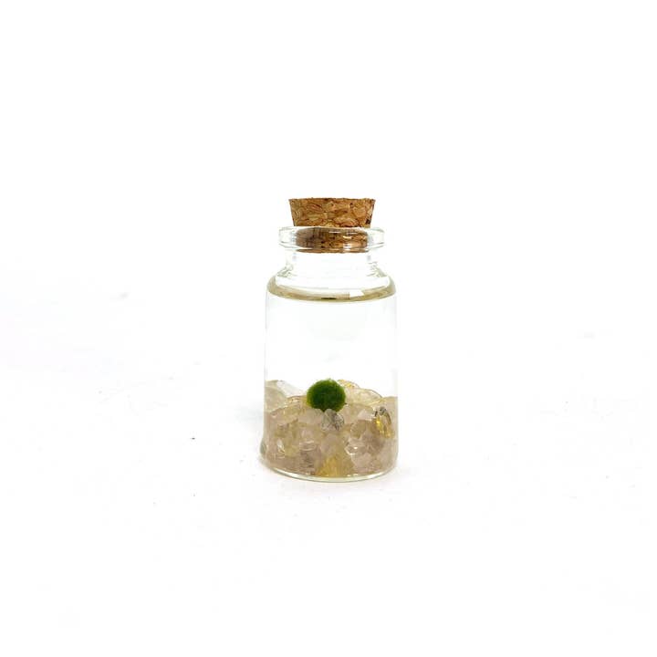 Moss Amigo in Nino - Golden Quartz