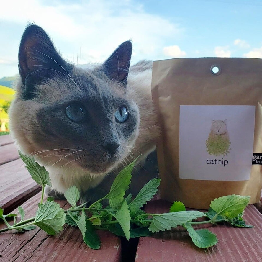 Garden in a Bag - Catnip