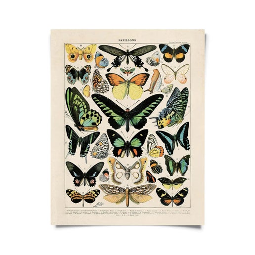 Vintage Millot Butterfly Print