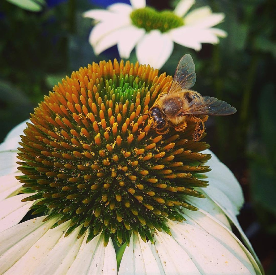 Honeybee Garden Sprinkles Seeds