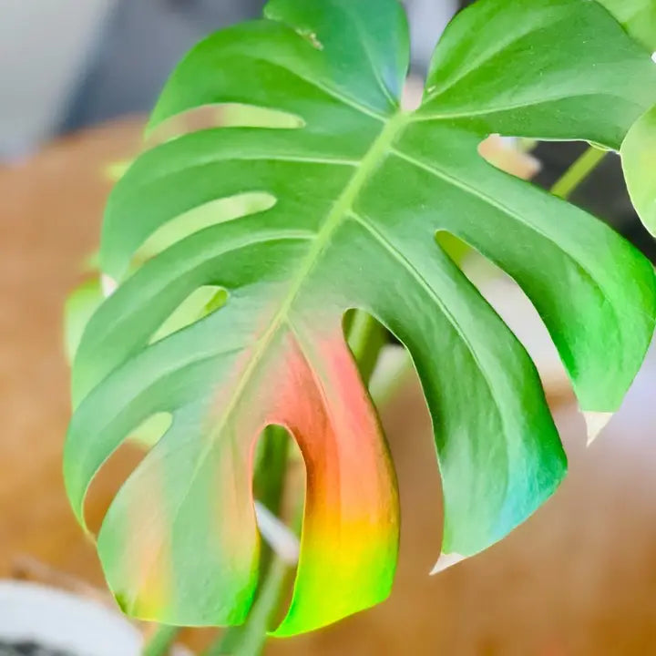 Watermelon Peperomia Rainbow Maker Suncatch Window Decal