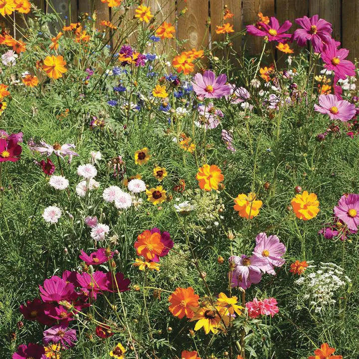 Peace Dove Wildflower Seed Packet