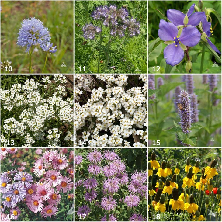 Honeybee Garden Sprinkles Seeds