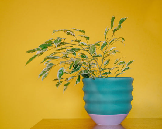 Big Wiggle Planter in Pink + Turquoise