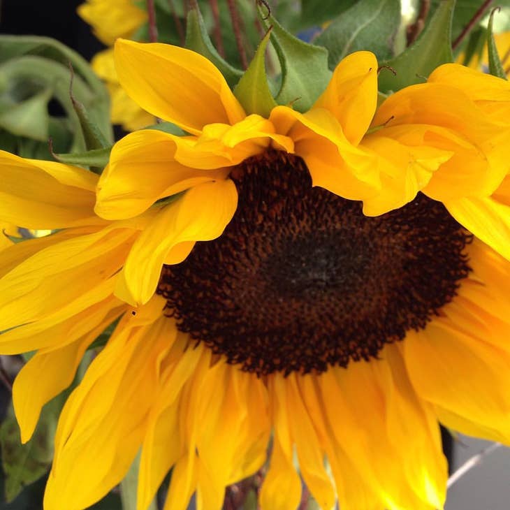 Garden in a Bag - Sunflower