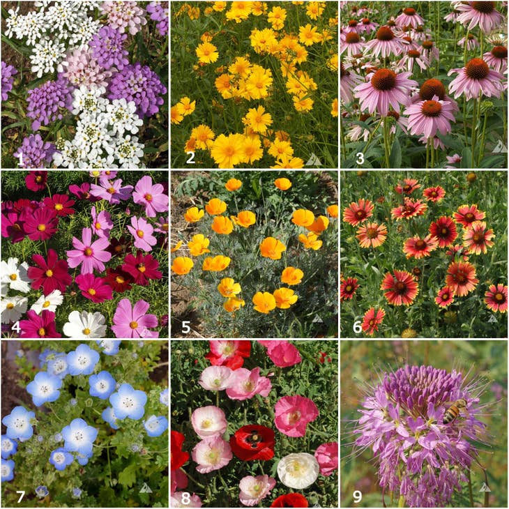 Honeybee Garden Sprinkles Seeds