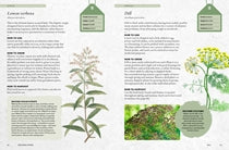 The Kew Gardener’s Guide to Growing Herbs