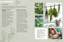 The Kew Gardener’s Guide to Growing Herbs