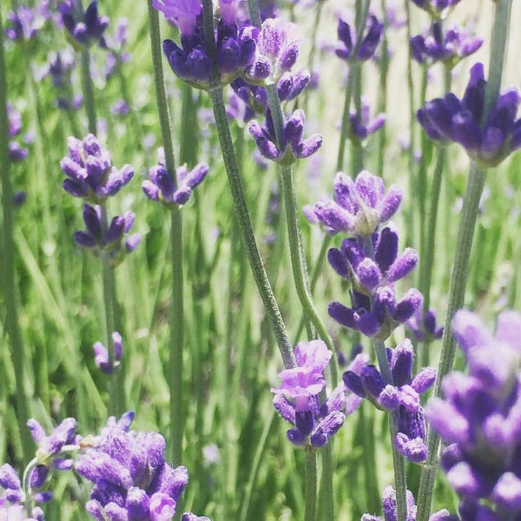 Garden in a Bag - Lavender