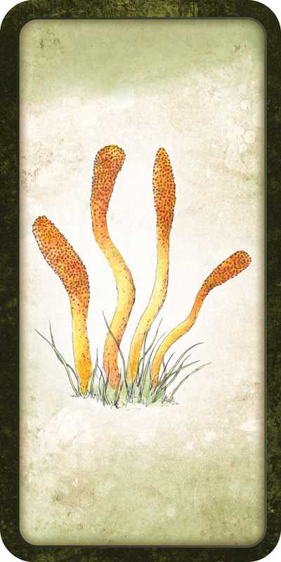 Mushroom Affirmations