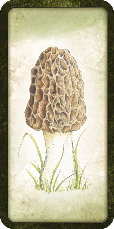 Mushroom Affirmations