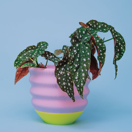 Big Wiggle Planter in Lime + Pink