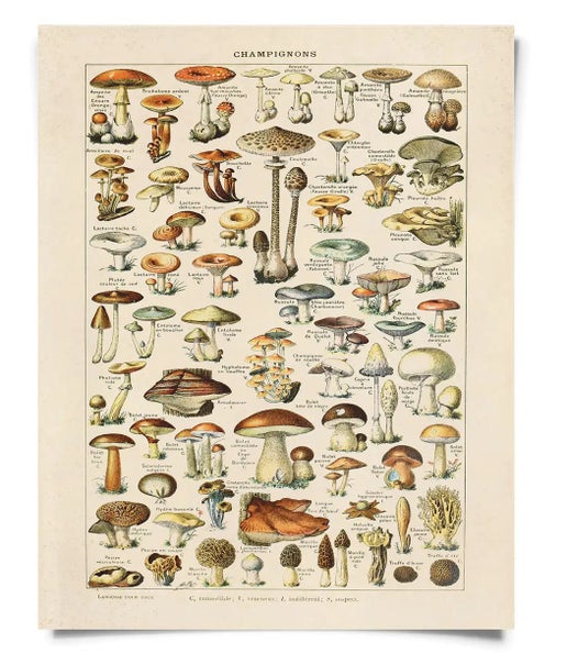 Vintage French Champignons Mushroom Print (framed)