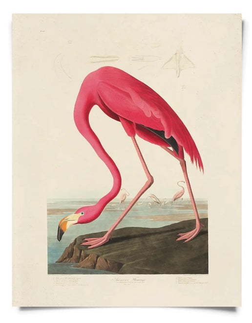 Vintage Flamingo Bird Print