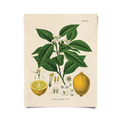 Vintage Botanical Citrus Lemon Print